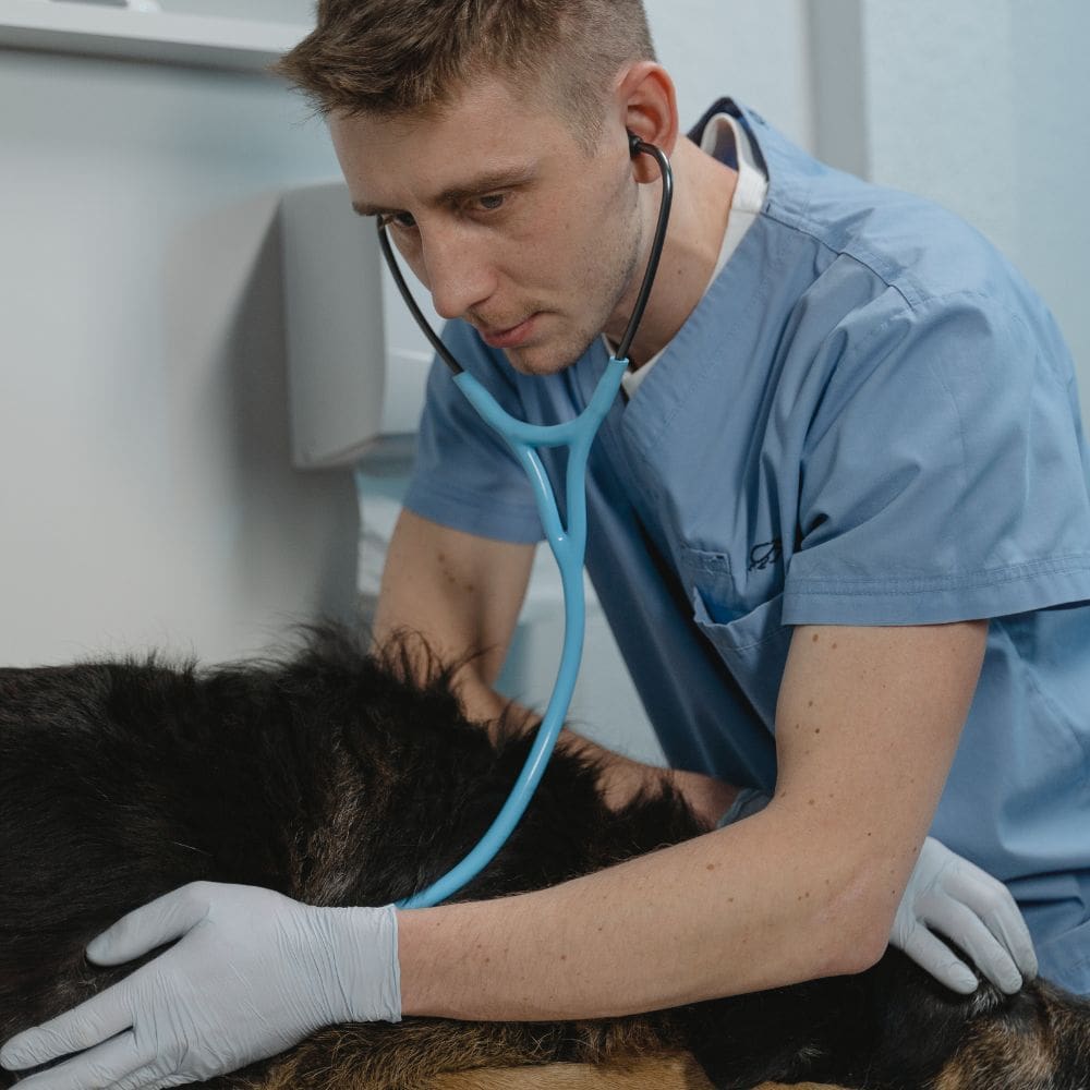 Animales Exóticos 24h-Centro Veterinarios-Milla de Oro-Barrio Salamanca-imagen-5
