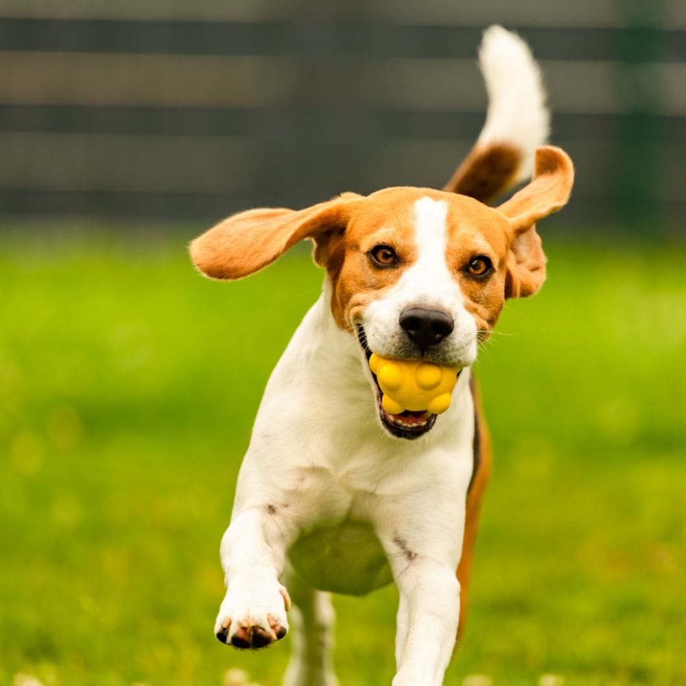 Casa Can Centro Canino-Residencias Caninas-Milla de Oro-Barrio Salamanca-imagen-3