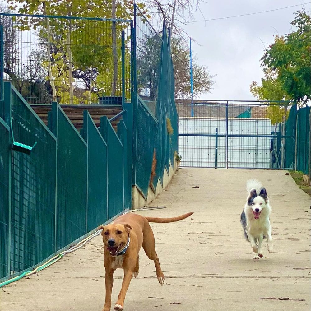 Centro Canino Vallecan-Residencias Caninas-Milla de Oro-Barrio Salamanca-imagen-1