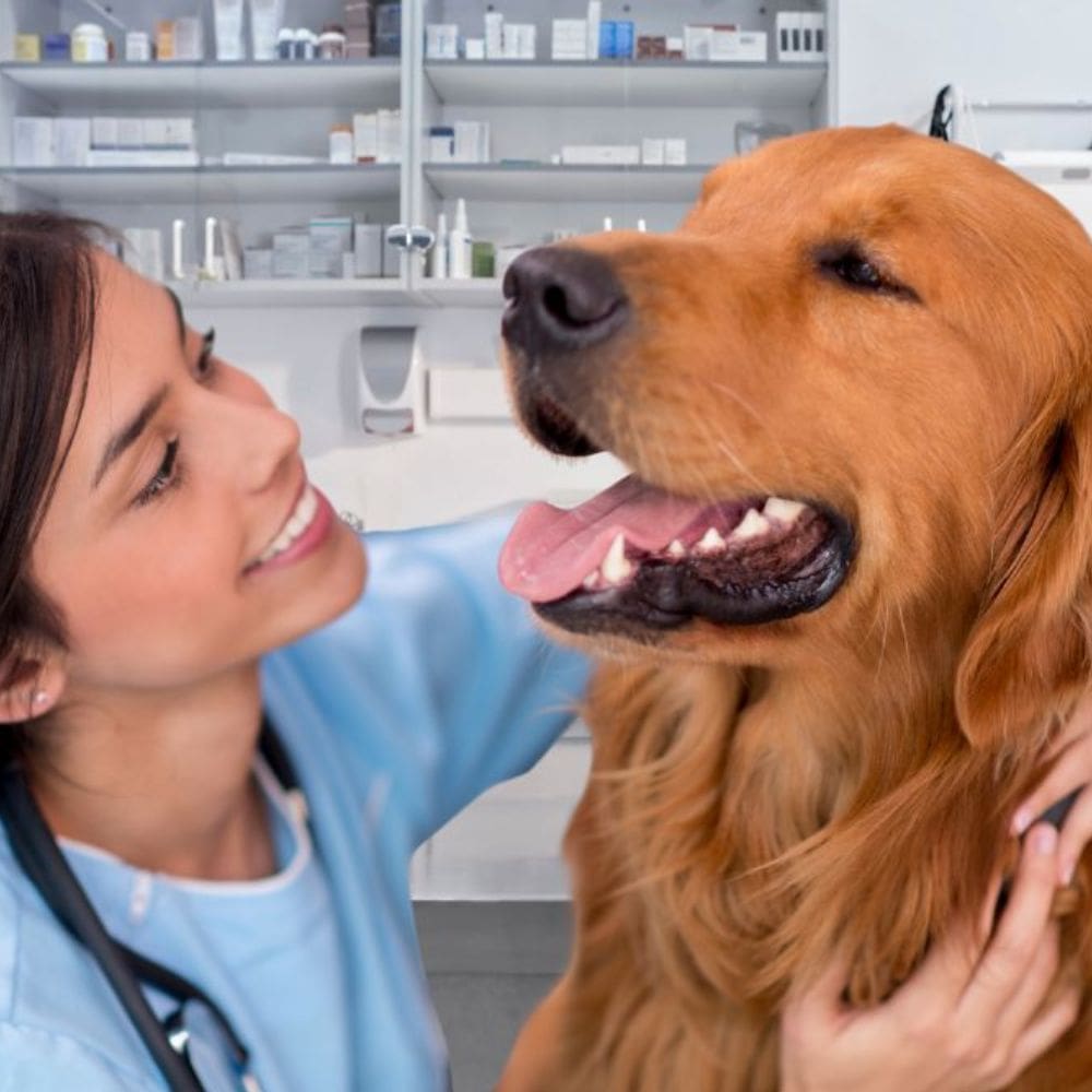 Clínica Veterinaria Reino Animal – madrid- milla de oro – Imagen 1